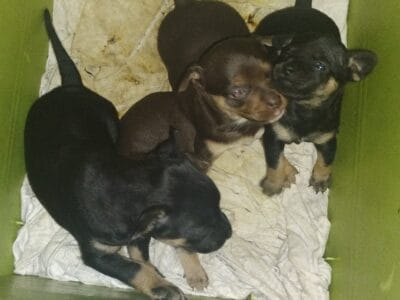 Young small mixed breed puppies