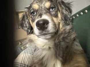Aussiedoodle