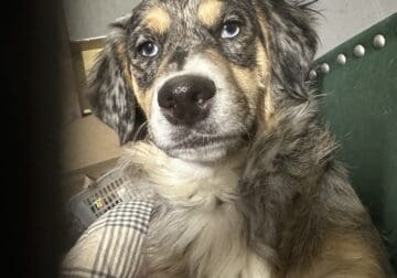 Aussiedoodle