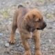 Boxer / Rottwieler Puppy