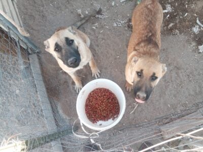 Shepinois puppies for sale