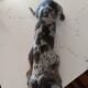Blue (Silver) & Tan Dapple F Miniature Dachshund