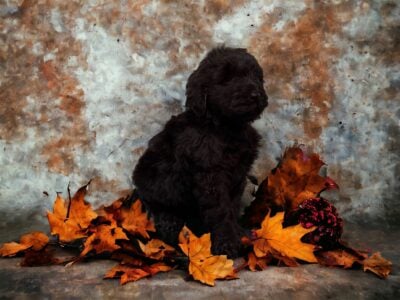 F1B labradoodles
