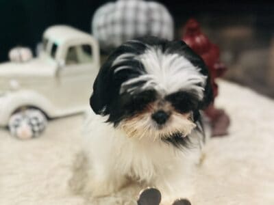 Shih Tzu for sale