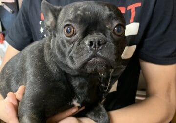 French Bulldog 1.5 years old