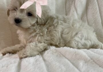 Precious Litter of Toy Maltipoo Puppies Available