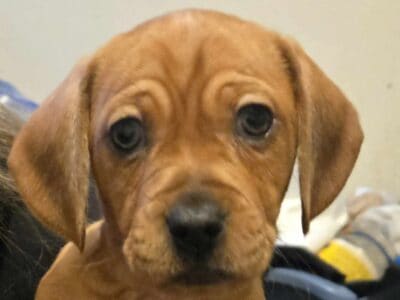 16 week old pups