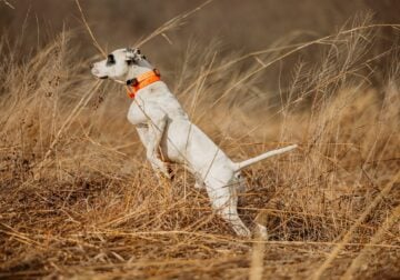 NINE ENGLISH POINTER PUPS