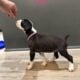 50% European Boxer puppies