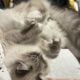 Siberian Cat