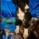 Royal Companion Great Danes