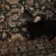 2 chihuahua puppies for sell