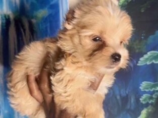 Merle Yorkies