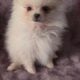 Orange – Tauriel AKC Registered
