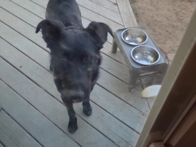 Gizmo Rehome German Sheppard Mix
