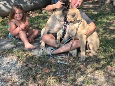 Purebred Female English Mastiff