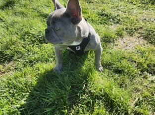 8 month old frenchie brindle