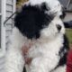 Gorgeous little Shih-poo female
