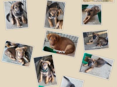 Rhodesian Shepherds