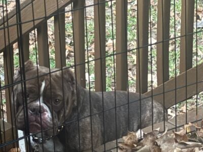 American Bully 1year old