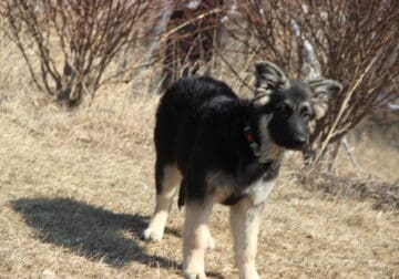 Large Old Fashioned Straight Back German Shepherds
