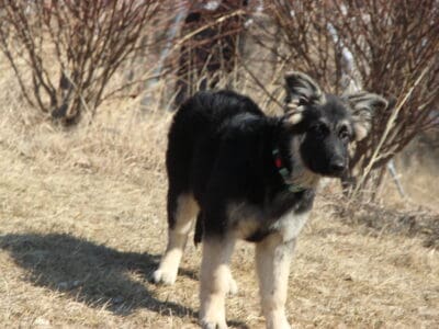Large Old Fashioned Straight Back German Shepherds