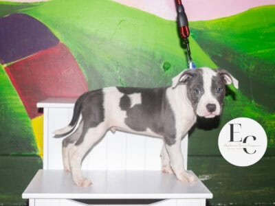 Pocket Bully Puppy for Adoption – Seven