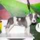 Pocket Bully Puppy for Adoption – Seven