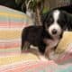 Mini American/ Australian Shepherd Puppy