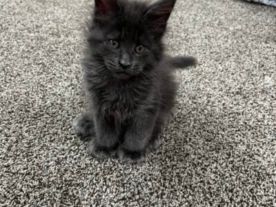 Maine Coon kittens