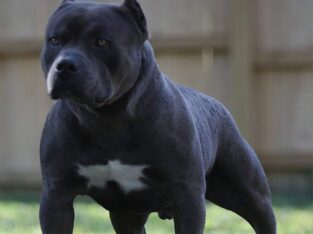 American Bully