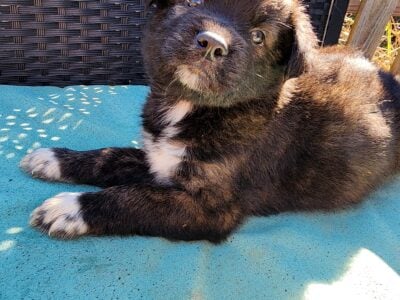 Husky Aussie Shepard puppies
