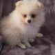 Light Pink – Rosie AKC Registered