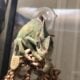 Adult Female Veiled Chameleon + Accessories