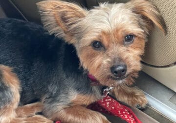 Yorkie for sale