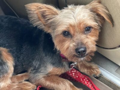 Yorkie for sale