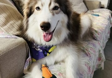 3 yr old Siberian Husky for sale