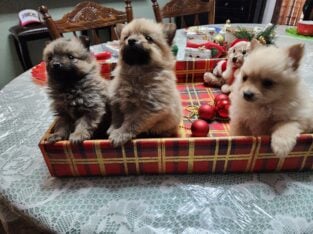 Pomeranium puppies