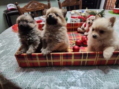 Pomeranium puppies