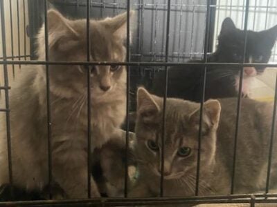 Free Kittens