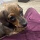 Daschund Puppy for sale