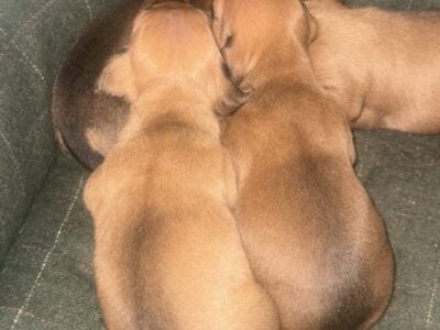 Daschound pure bred puppies (ready in 8 weeks)