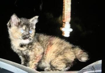 American Bobtail Cat