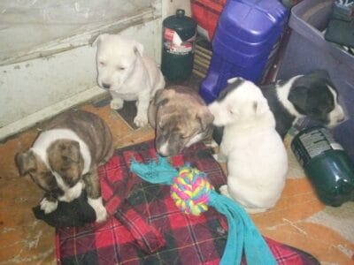 Bull terrier mix puppy’s