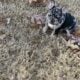 Puppy for sale at a great price