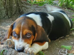 PUREBRED BEAGLE PUPPIES 6.5 – 7.5 months old