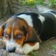PUREBRED BEAGLE PUPPIES 6.5 – 7.5 months old
