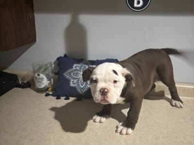 Victorian English bulldogs
