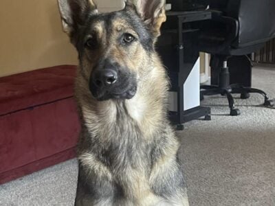 German/Belgian Puppies for sale