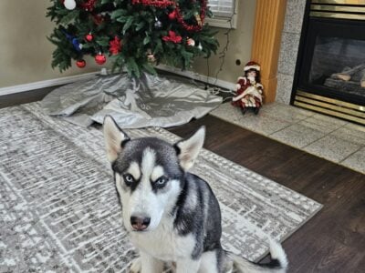 Siberian husky